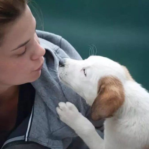 ❥ 【非藥而癒】一個糖尿病的老鼠實驗，差點耽誤了全人類（下）