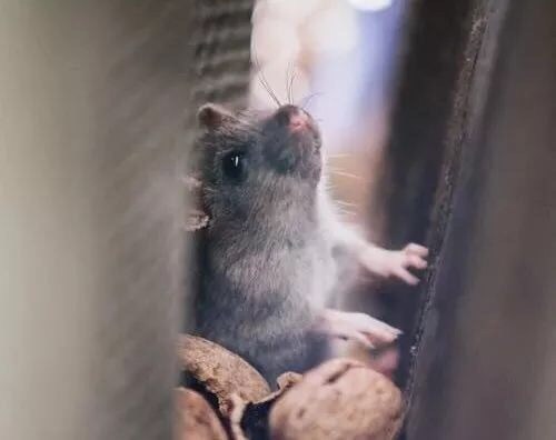 ❥ 【非藥而癒】一個糖尿病的老鼠實驗，差點耽誤了全人類（上）